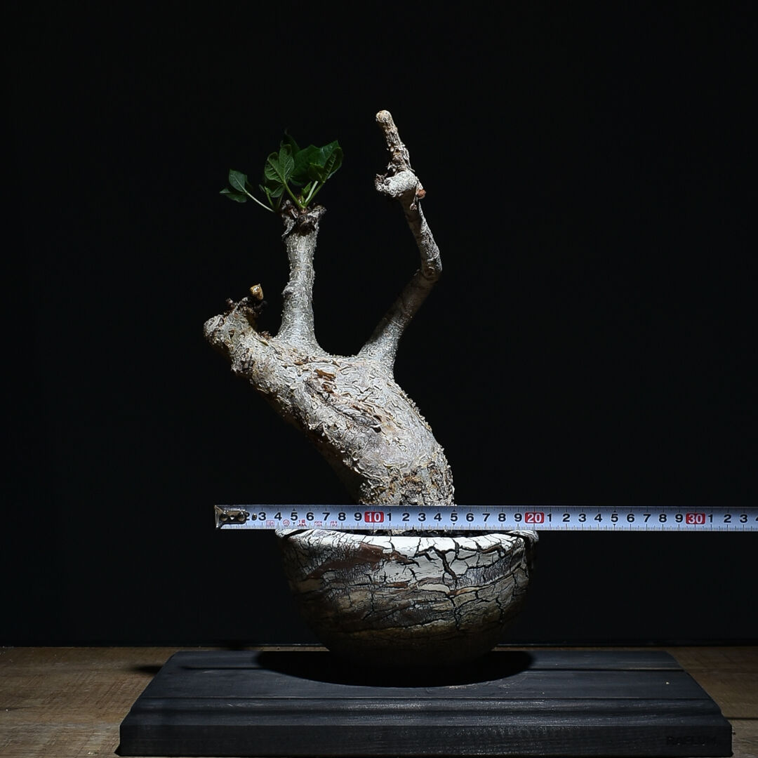 コミフォラ　グイドッティ　灌木　良型　発根済　現地球　安定株 コミフォラ グイドッティ （発根済み）中株 RF22660 | RAFLUM