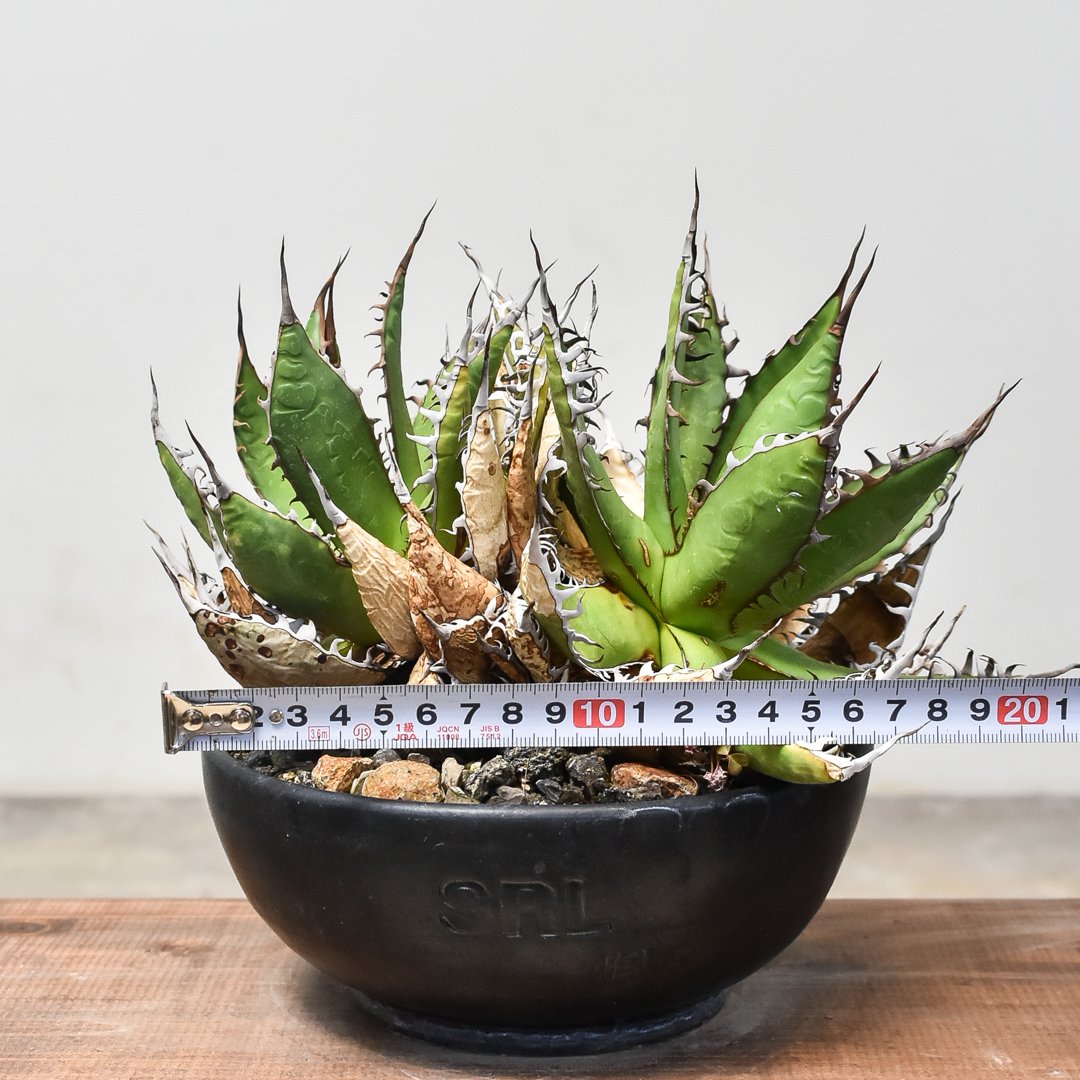 fit=scale-down,w=1200