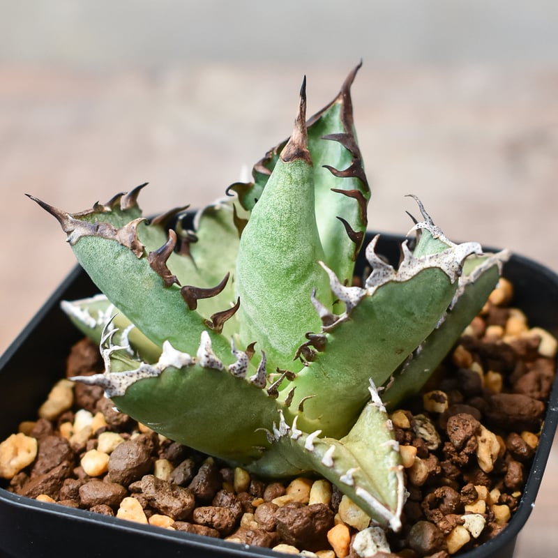 アガベ　チタノタ　オテロイ　赤猫　ゴリ猫　超コンパクト　ボールタイプ　4 アガベ チタノタ オテロイ 赤猫 ゴリ猫 超コンパクト ボール