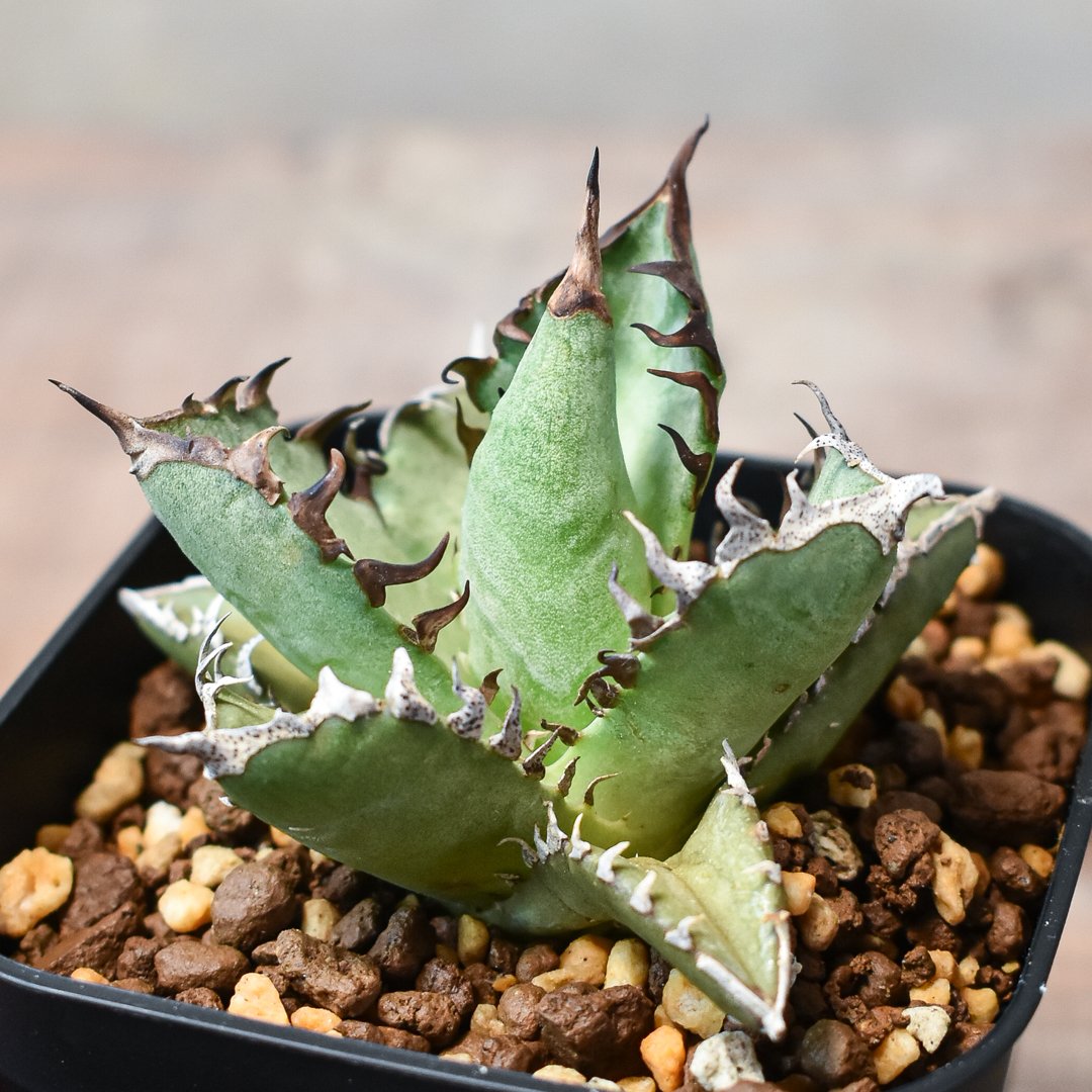 アガベ チタノタ 