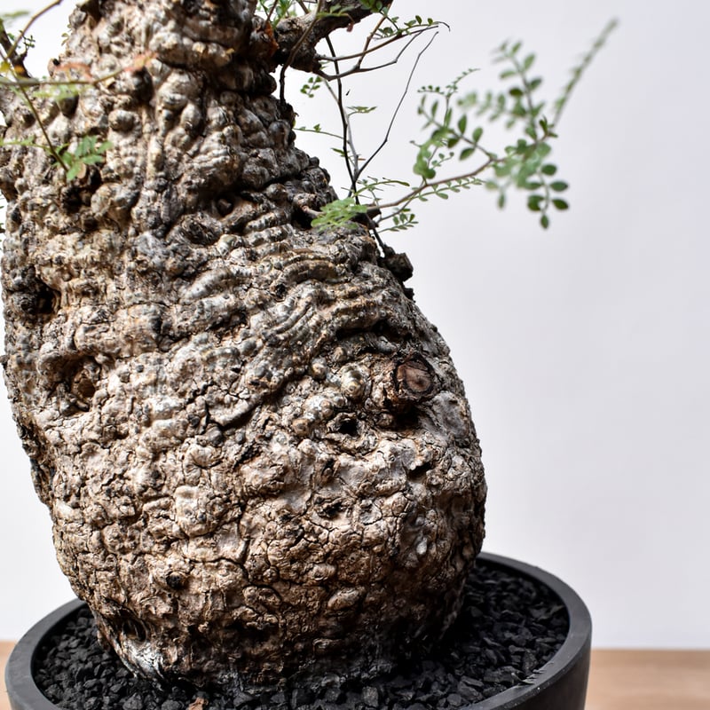 オペルクリカリア パキプス RFHK25011494 | RAFLUM / ラフラム｜東京