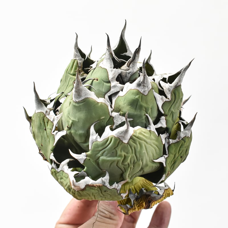 アガベ チタノタ 姫厳龍 台湾株 アガベチタノタ姫厳龍 特大株 アガベ