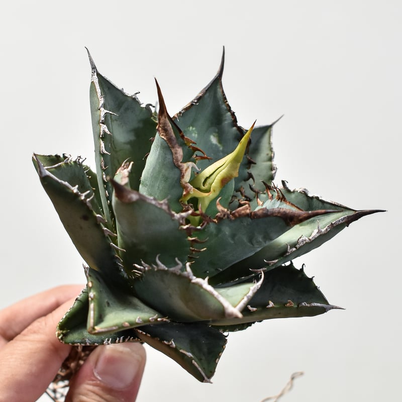 【鉢付き】アガベ　チタノタ　海王 アガベ・チタノタ 海王 3.5号鉢 四国ガーデン 人気 多肉植物