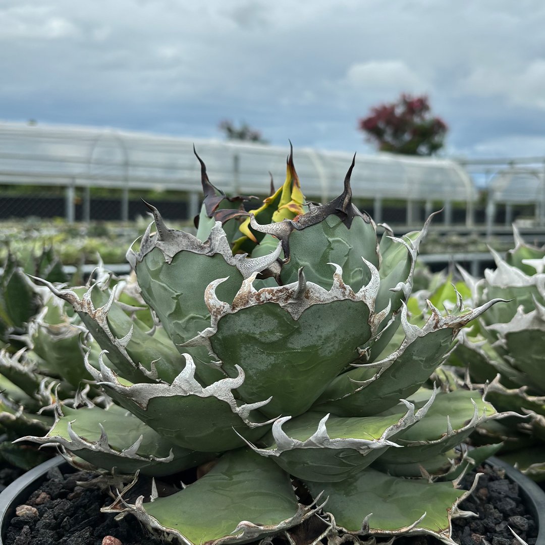 cj plants産　胖鯨　大株 cj plants産胖鯨大株