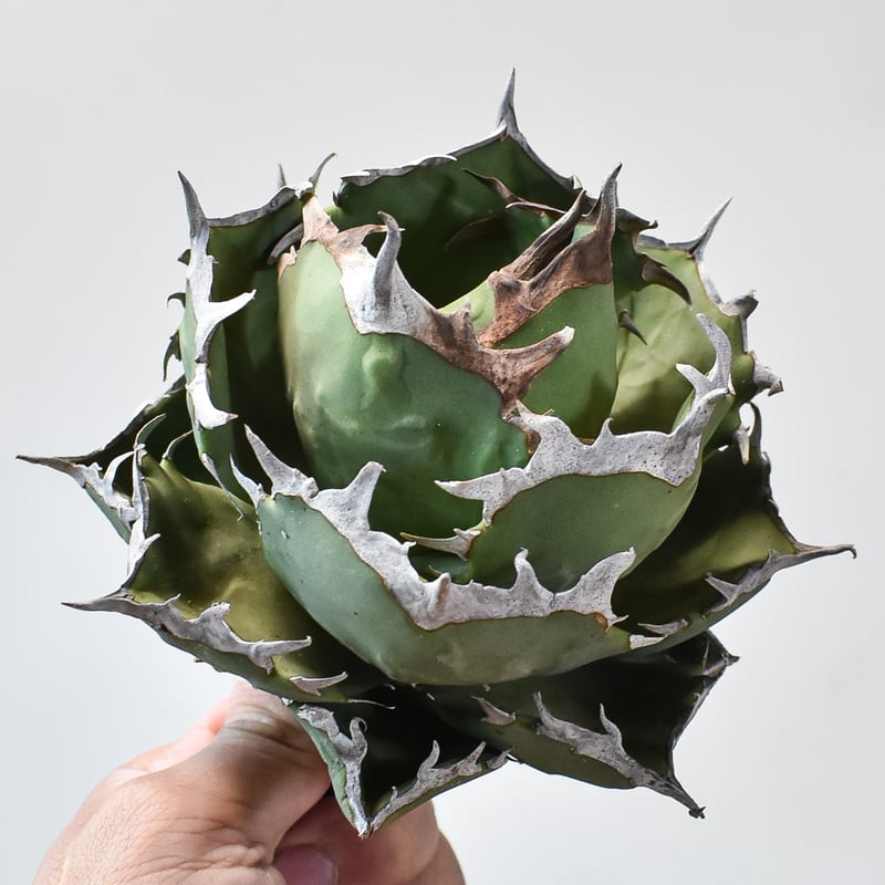 アガベ チタノタ クラブ 