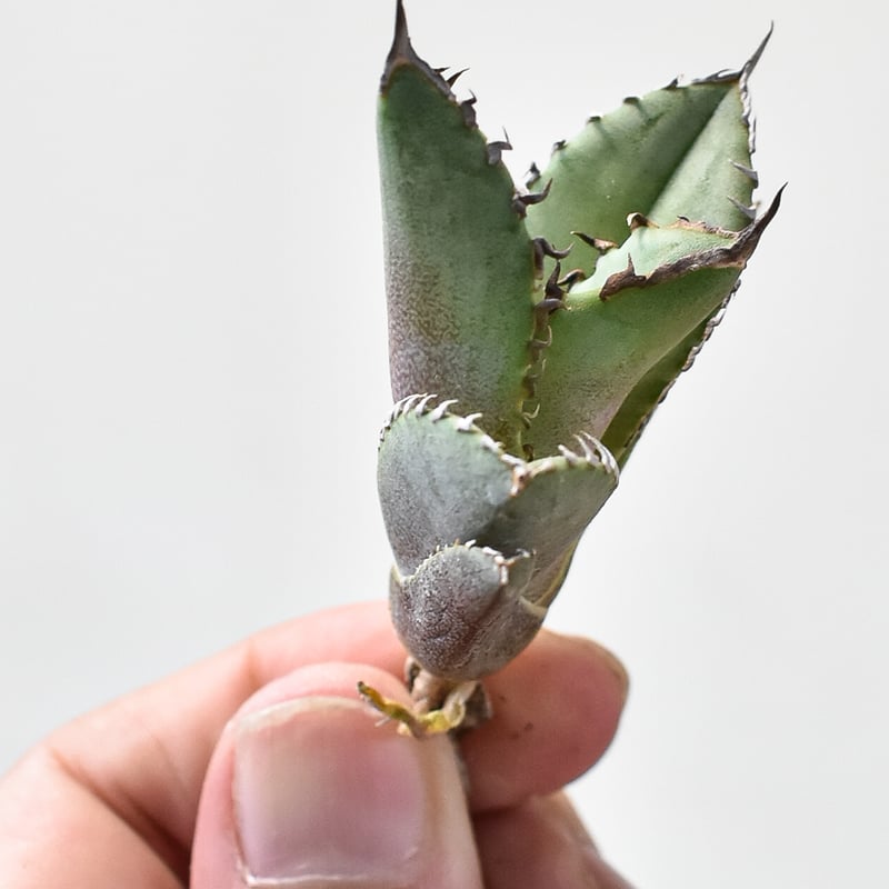 初心者でも育てやすい】アガベ チタノタ ちたのた 小島チタノタ - 植物/観葉植物