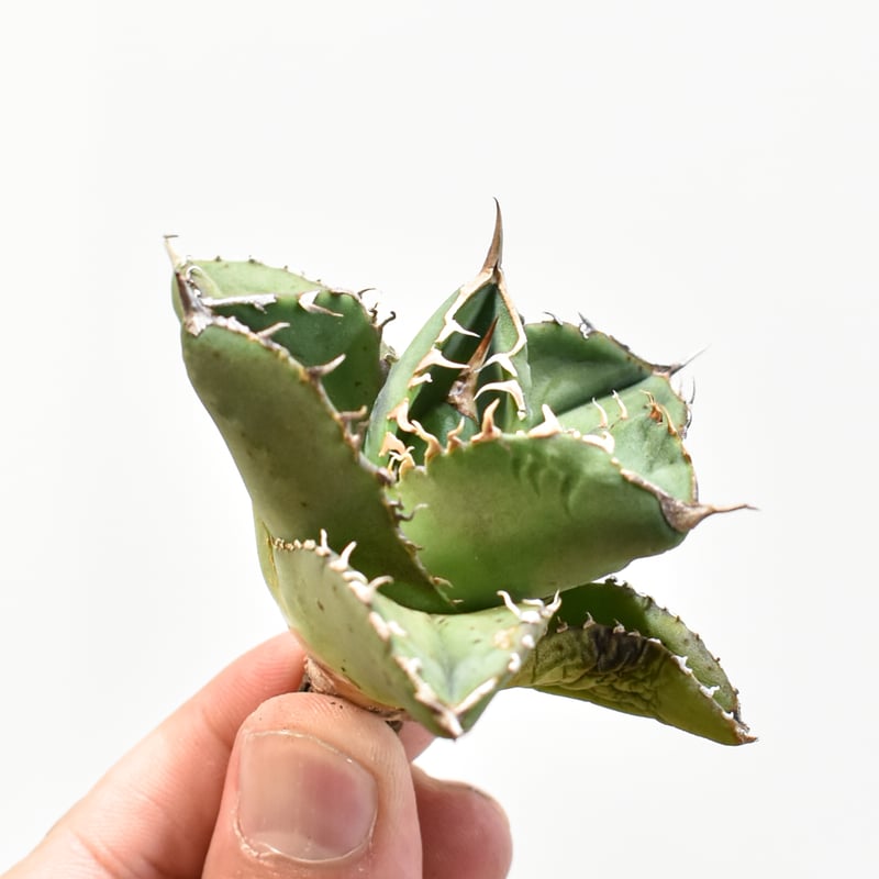 緑犀牛　アガベ チタノタ 巌龍 緑犀牛 アガベ チタノタ 巌龍