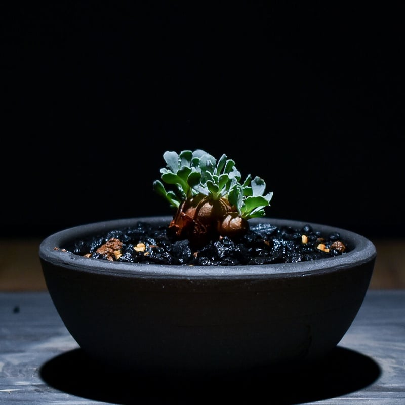 H*H様 オトンナ カカリオイデス 実生4年生4株セット H*H様 オトンナ カカリオイデス 実生4年生4株セット オトンナ