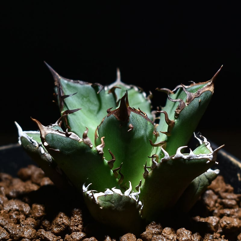 アガベ チタノタ 