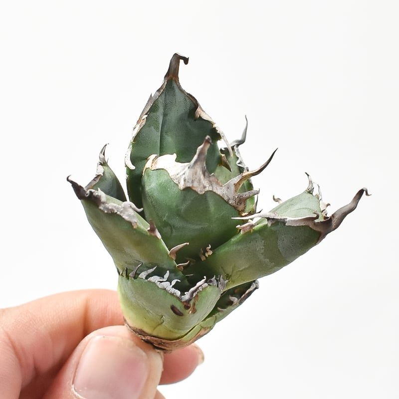 アガベ チタノタ 