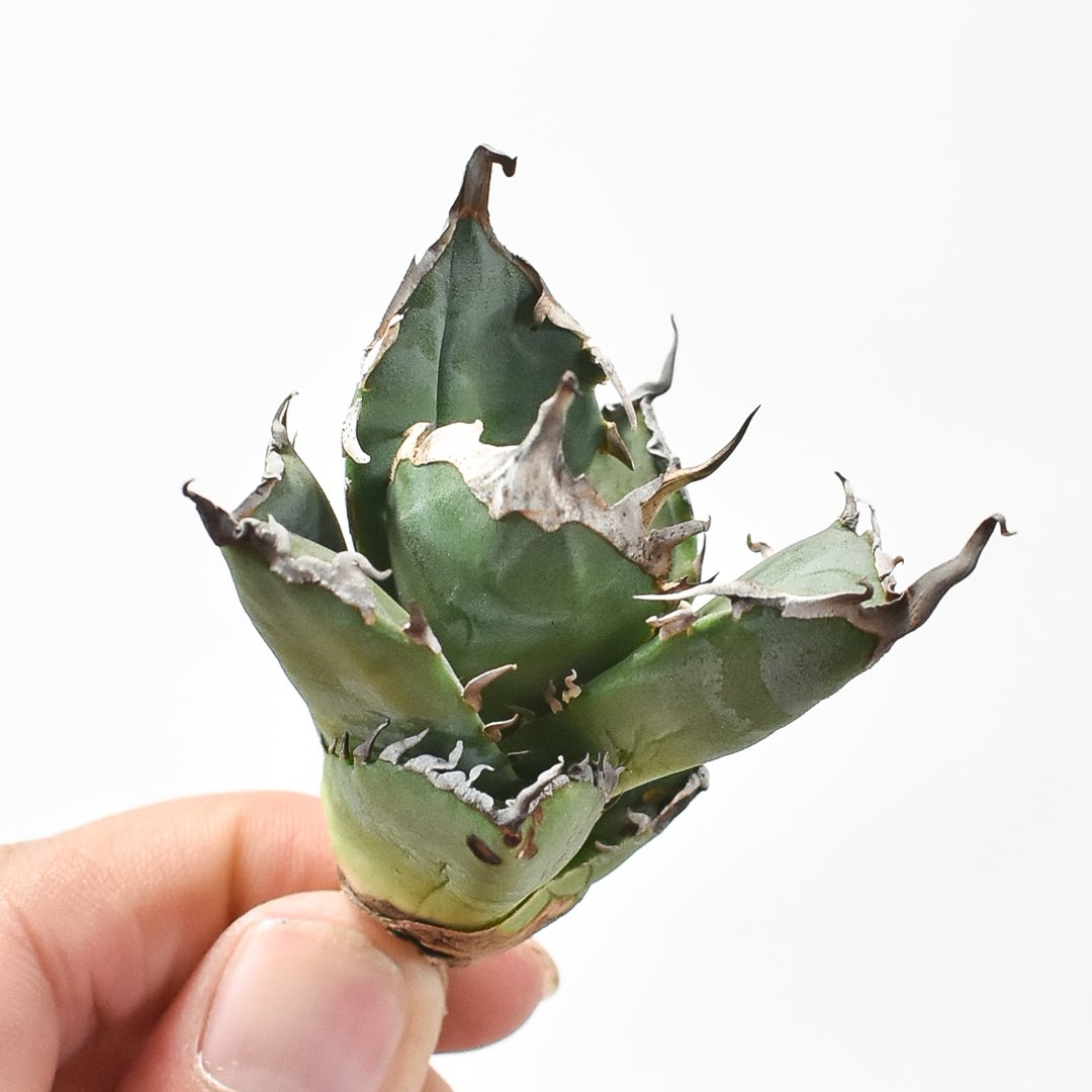 アガベ チタノタ 黒犀牛 現品販売 アガベ・チタノタ 黒犀牛（中株）-020｜Titanota black rhino | Plu