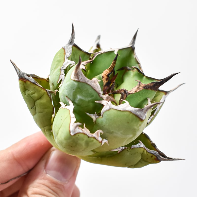 アガベ チタノタ 