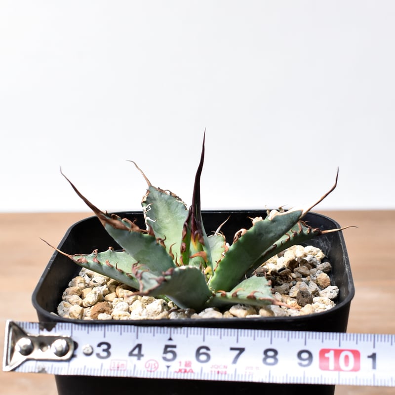 ユタエンシス エボリスピナ×ブラックアンドブルー【カリフォルニア産