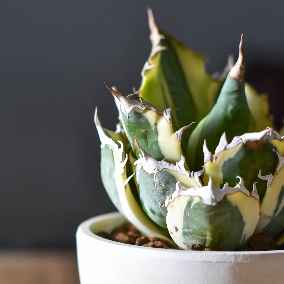 アガベ チタノタ スナグルトゥース【超大人気スナグル！当店在庫