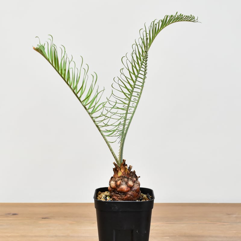 サイカス カイルンシアナ 【実生】RF25011356 | RAFLUM / ラフラム