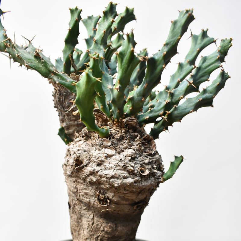 ユーフォルビア クラビゲラ 