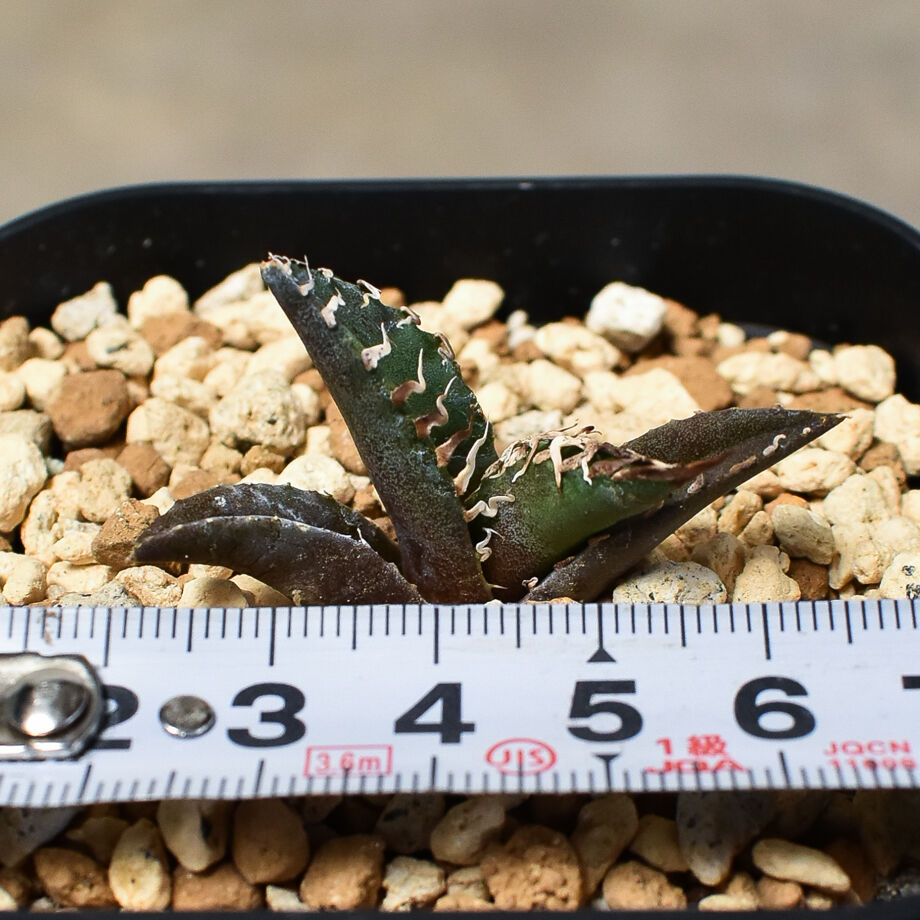 アガベ チタノタ  