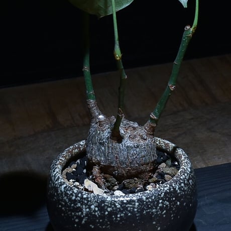 【最終値下げ】 ボンバックス 楽天市場】ボンバックスの通販