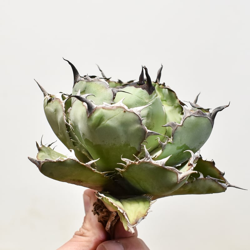 アガベ　チタノタ　台湾産　ブラックアンドブルー アガベ チタノタ ブラックアンドブルー (ブルーボール) STANO LAB産