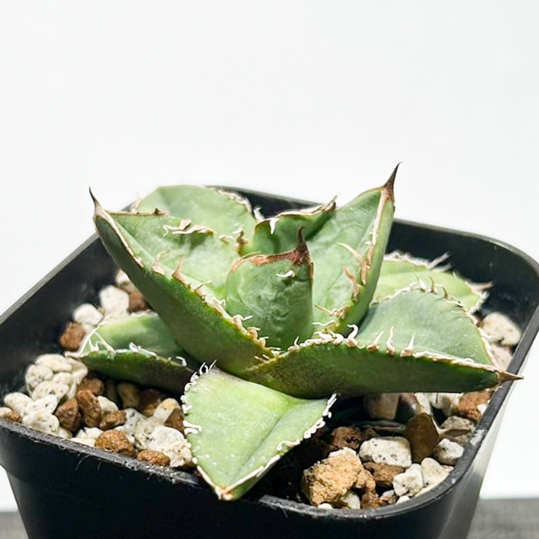 アガベ チタノタ 流星 titanota agave アガベ チタノタ 