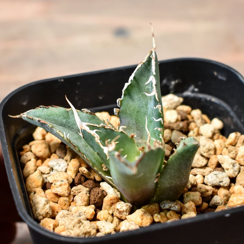 白鯨 親株 大株 アガベ チタノタ AGAVE titanota 【公式通販】