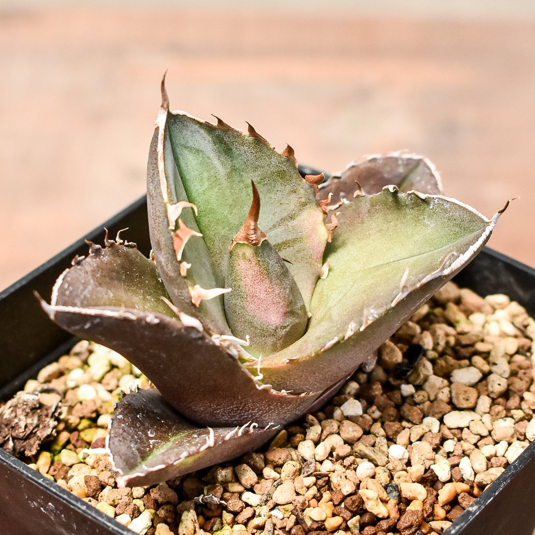 アガベ オテロイ トリケラトプス 白犀牛 カクタスグリーン 【公式通販】