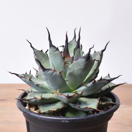 RAFLUM / ラフラム｜東京、大阪の塊根植物（コーデックス）、アガベ