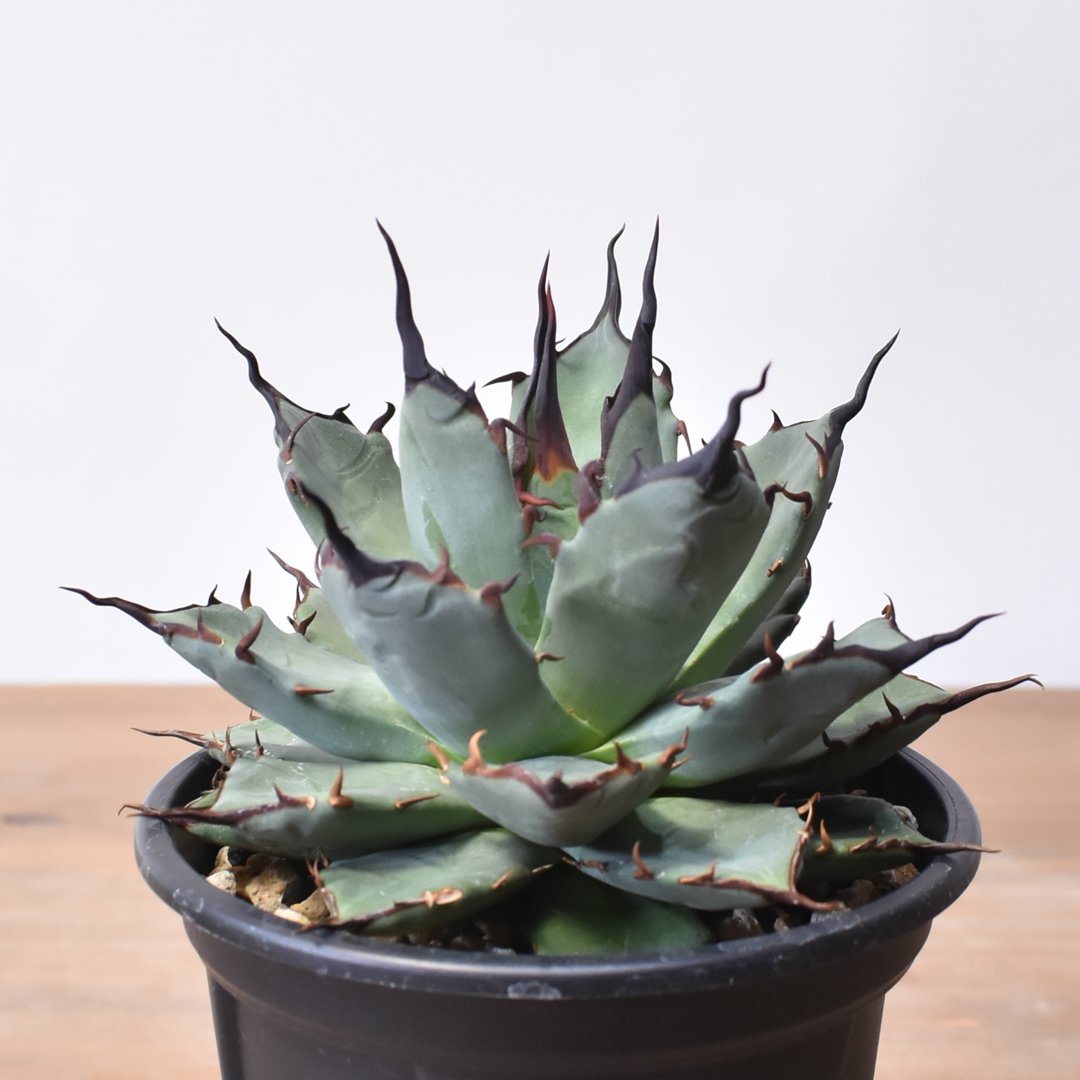 アガベ ハイブリット 象牙妖炎×黑帝斯 / エボリスピナ×ハデス 