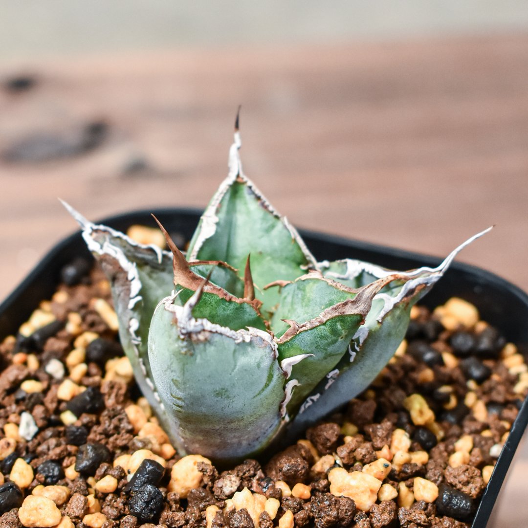 アガベ チタノタ 