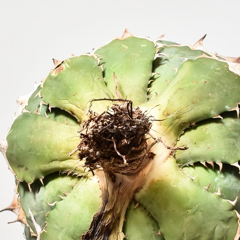 親株出品 アガベ チタノタ オテロイ 子株付き 抜き苗 アガベ チタノタ オテロイ 