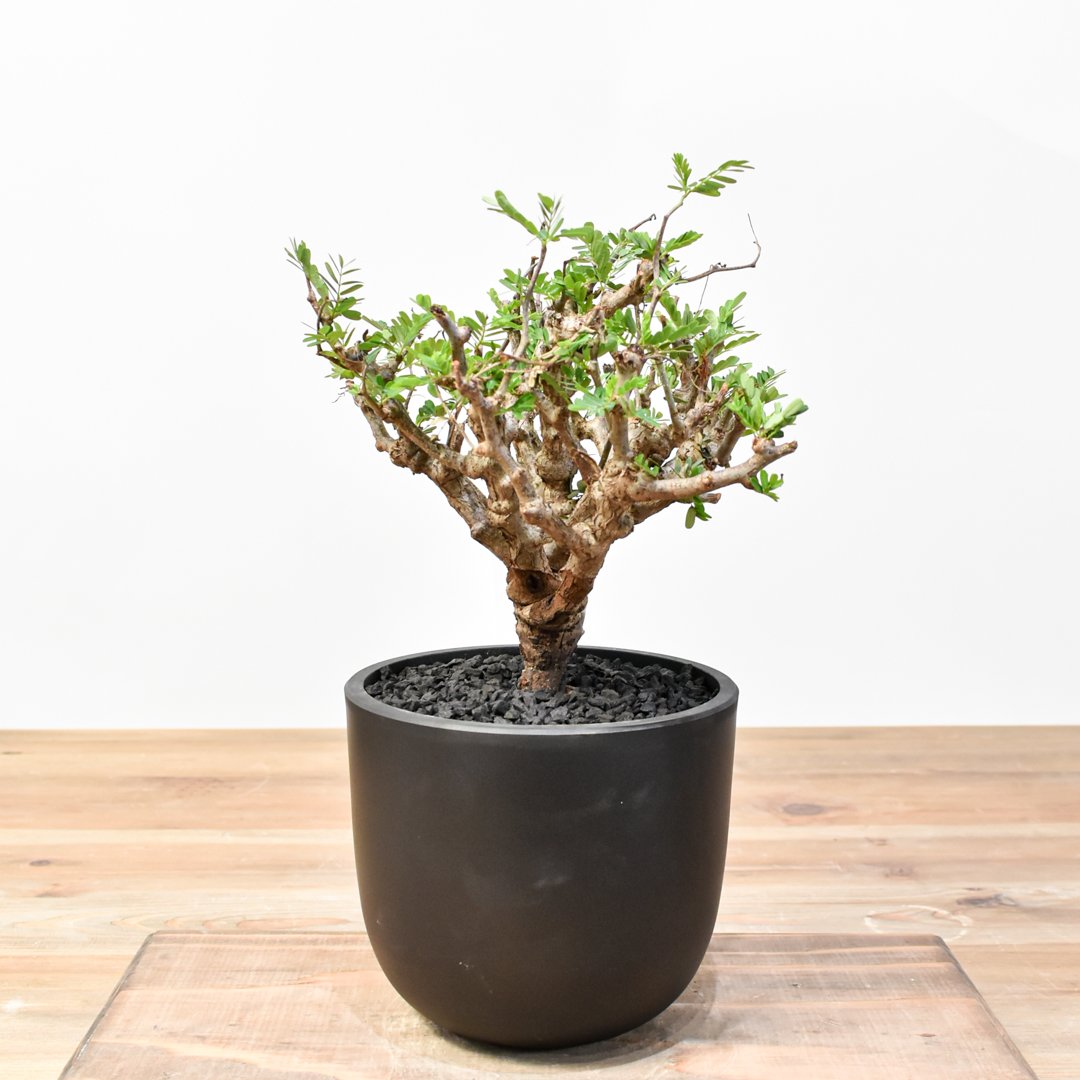 センナ メリディオナリス 【発根済み】RFKN25010878 | RAFLUM / ラフラ