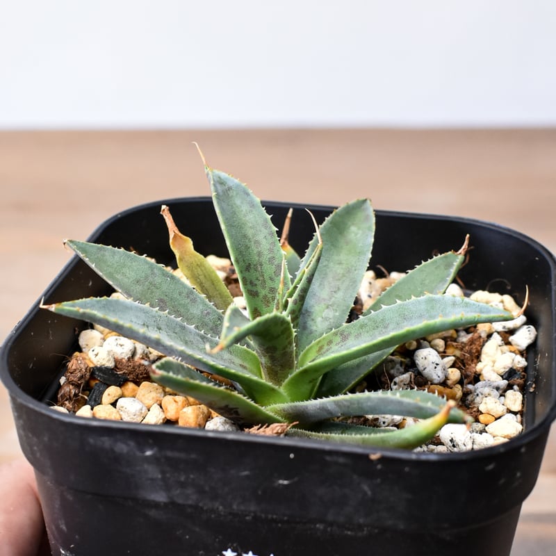 アガベ ハイブリット 