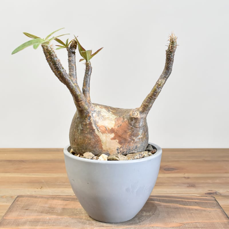 キフォステンマ マクロプス 発根済み 検索）パキプス グラキリス