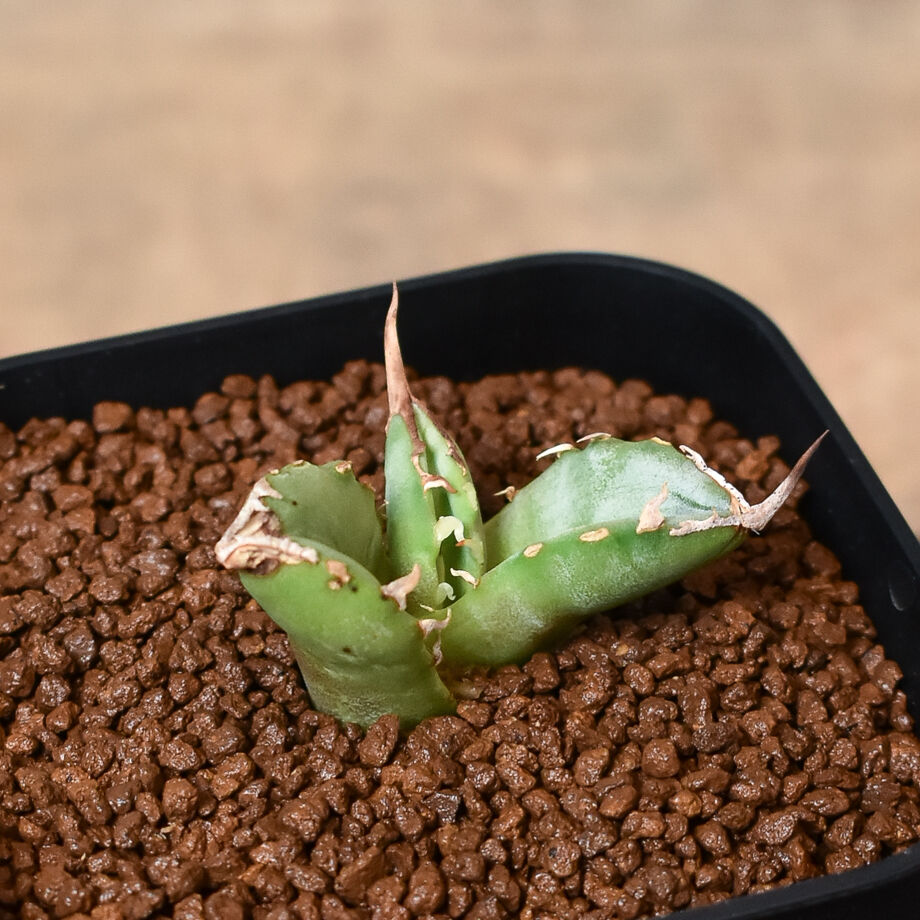 64884778675488002c6dd5e6