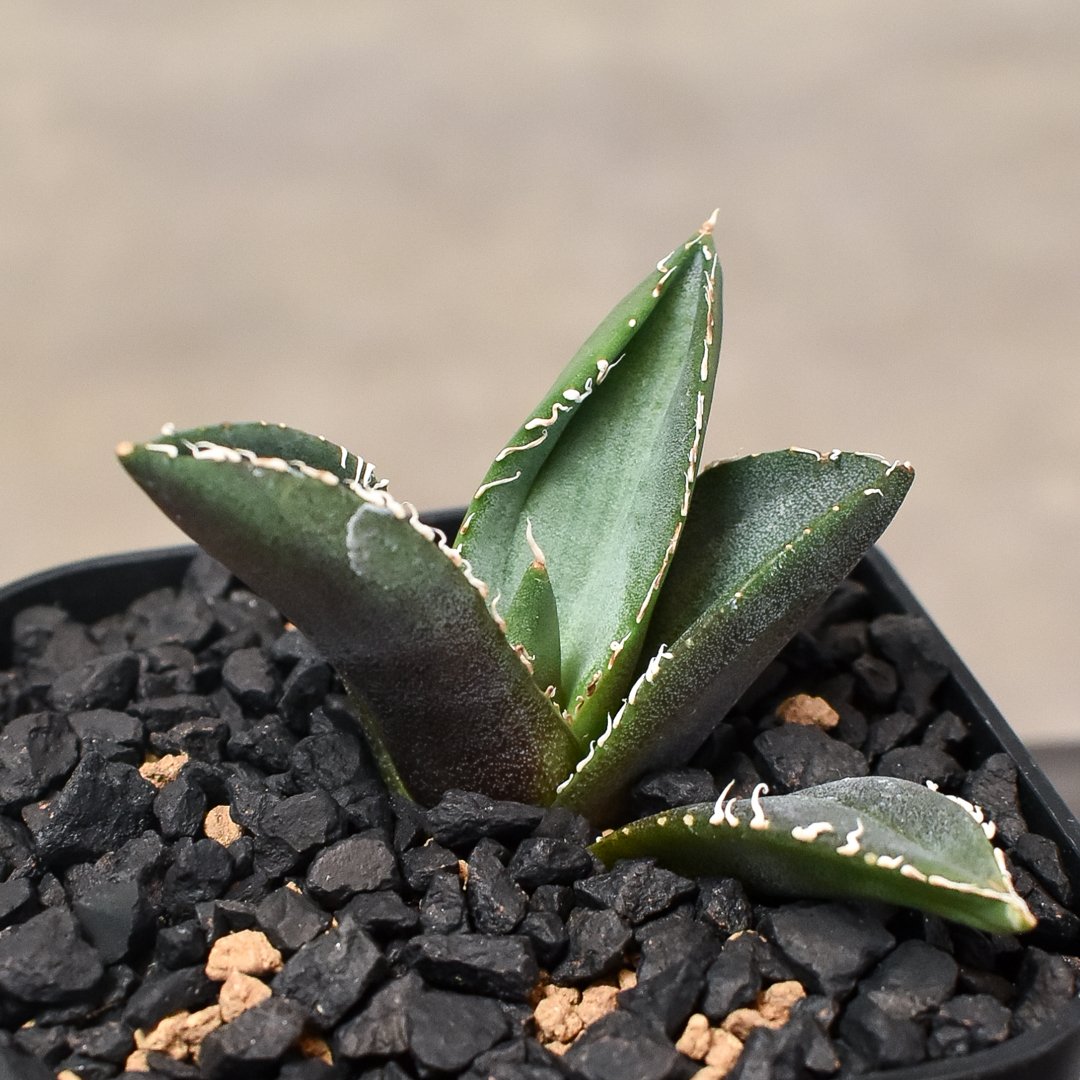 アガベ チタノタ 