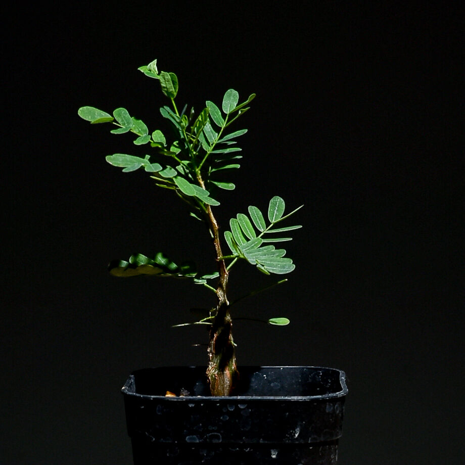 センナ メリディオナリス （実生株）RF22769 | RAFLUM / ラフラム