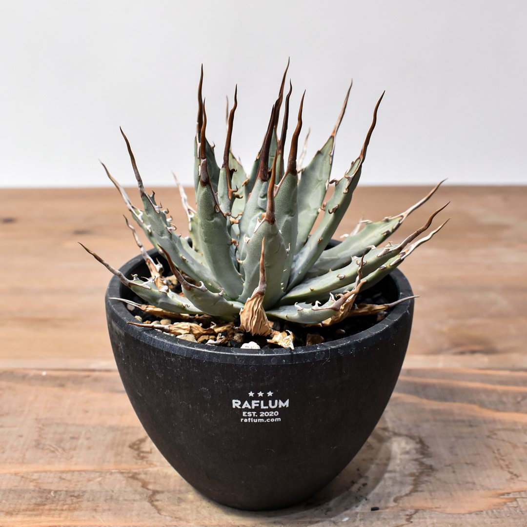 アガベ Dennis hybrid 妖炎X甲妖 /エボリスピナ×（イシスメンシス