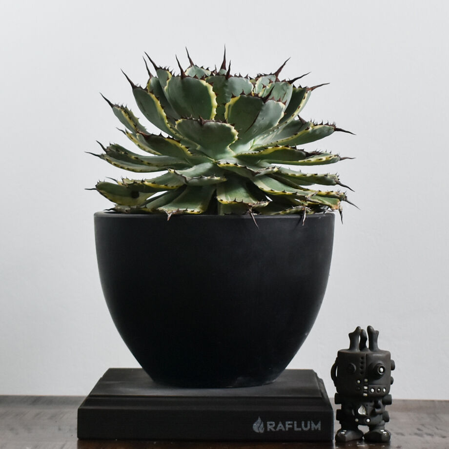 アガベ ポタトラム デザートダイヤモンド【良血統のギュッと詰まった良