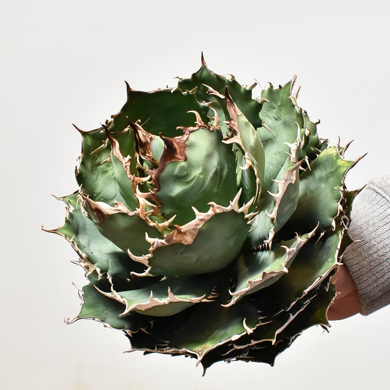 アガベチタノタ(ヨーロッパ選抜株) アガベ チタノタ ヨーロッパ選抜株