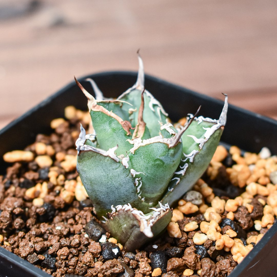 アガベ チタノタ 