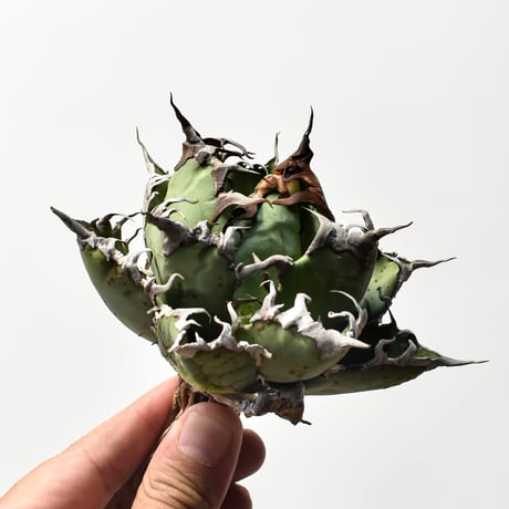 アガベ チタノタ 精品シーザー / 精品凱撒  【台湾 dragon agave産/中株/抜き苗】B81