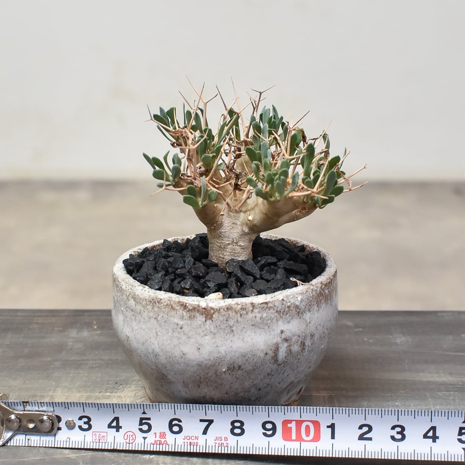 新作 fit=scale-down,w=1200 塊根植物・コーデックス