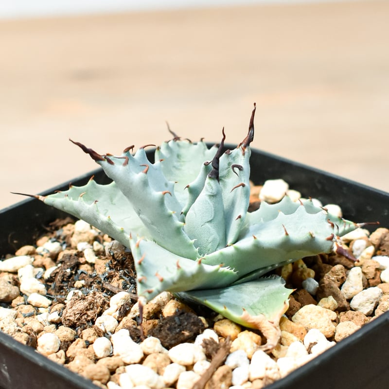 アガベ ハイブリット 雲虎甲蟹×象牙妖炎(モコイシス×陽炎エボリ