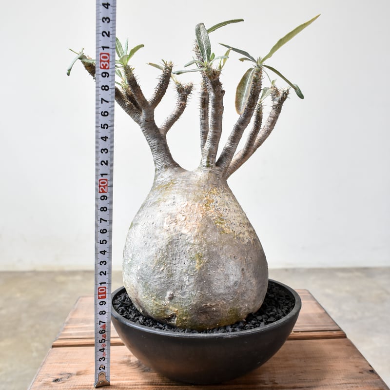 パキポディウム グラキリス 【現地球/発根済み】RF231569 | RAFLUM