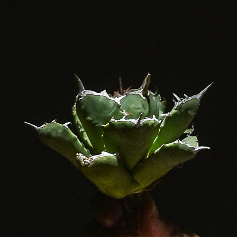 アガベ 海豹 アザラシ 抜き苗 アガベ海豹 | STORES