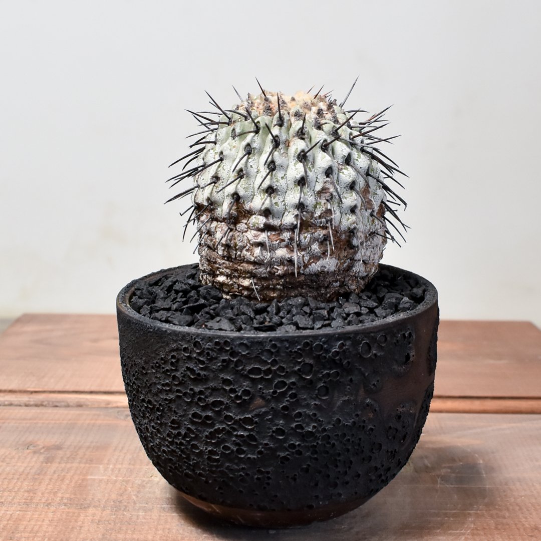 現地球 山木　Copiapoa　コピアポア コルムナアルバ　　孤竜丸 original