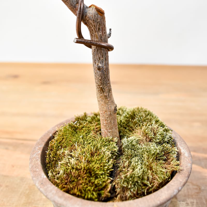 ブルセラミクロフィラ　実生　ブルセラ　コミフォラ ブルセラ ミクロフィラ×2鉢 | hanayoshi-botanical