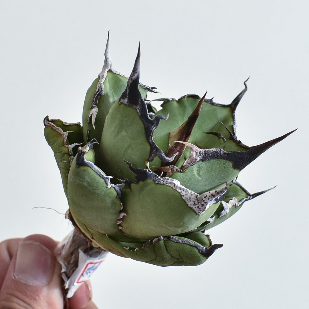 台湾産 中株 蠻牛 バンギュウ アガベ チタノタ OC 発根済み 台湾産 中株 蠻牛 バンギュウ アガベ チタノタ OC 発根済み アガベ