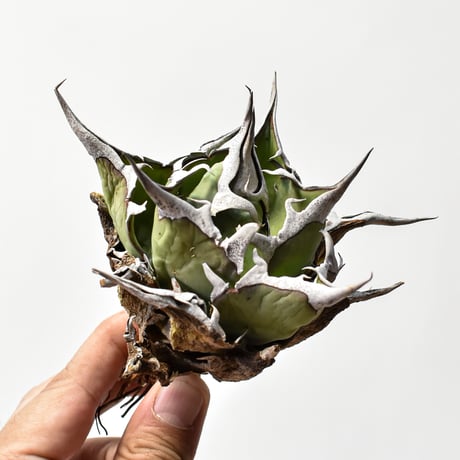 CATEGORY チタノタ ハデス | RAFLUM / ラフラム｜東京、大阪の塊根植物