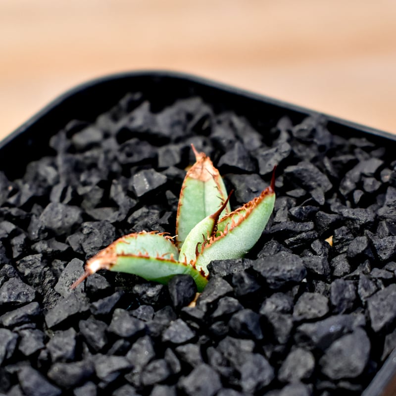 アガベ Dennis051 中株 デニス株 アガベ Dennis051 中株 デニス株